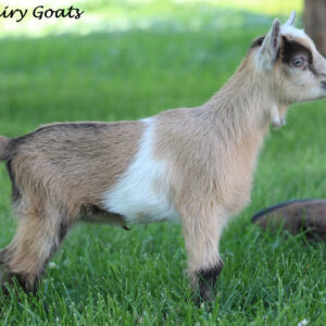 Nigerian Dwarf Goat for sale