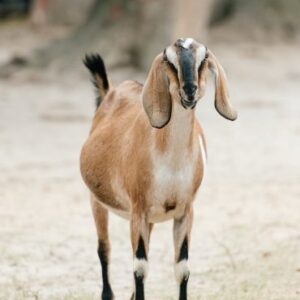 Nubian goats for sale