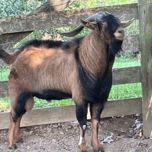 Spanish goat for sale