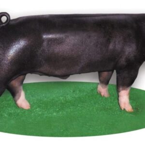 berkshire swine for sale