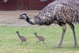 EMU CHICK for sale