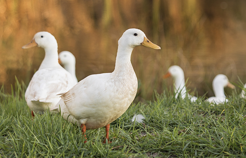 DUCKS FOR SALE